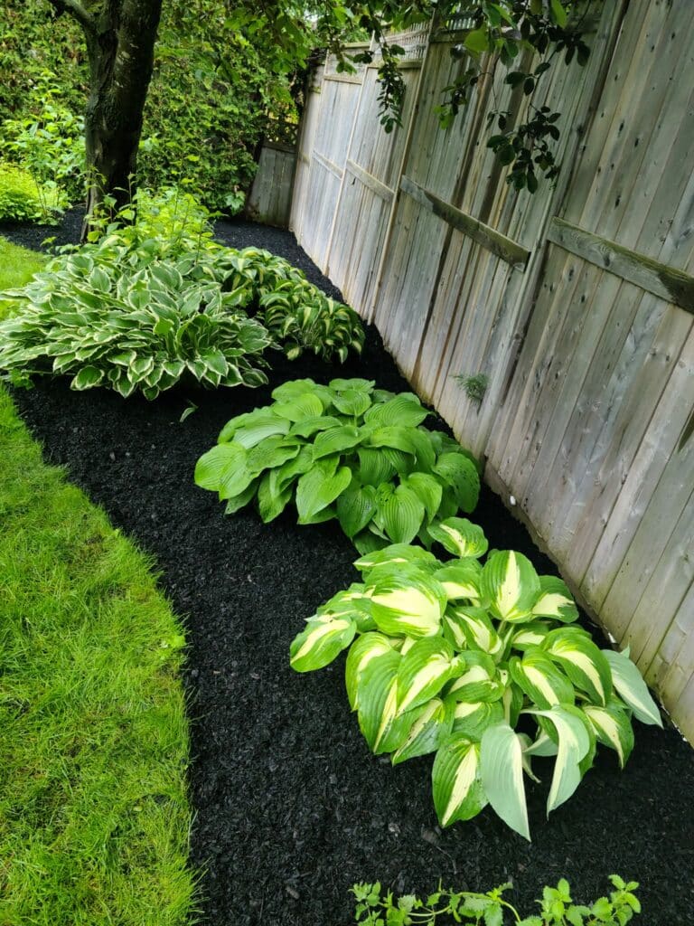 Blck mulch 1