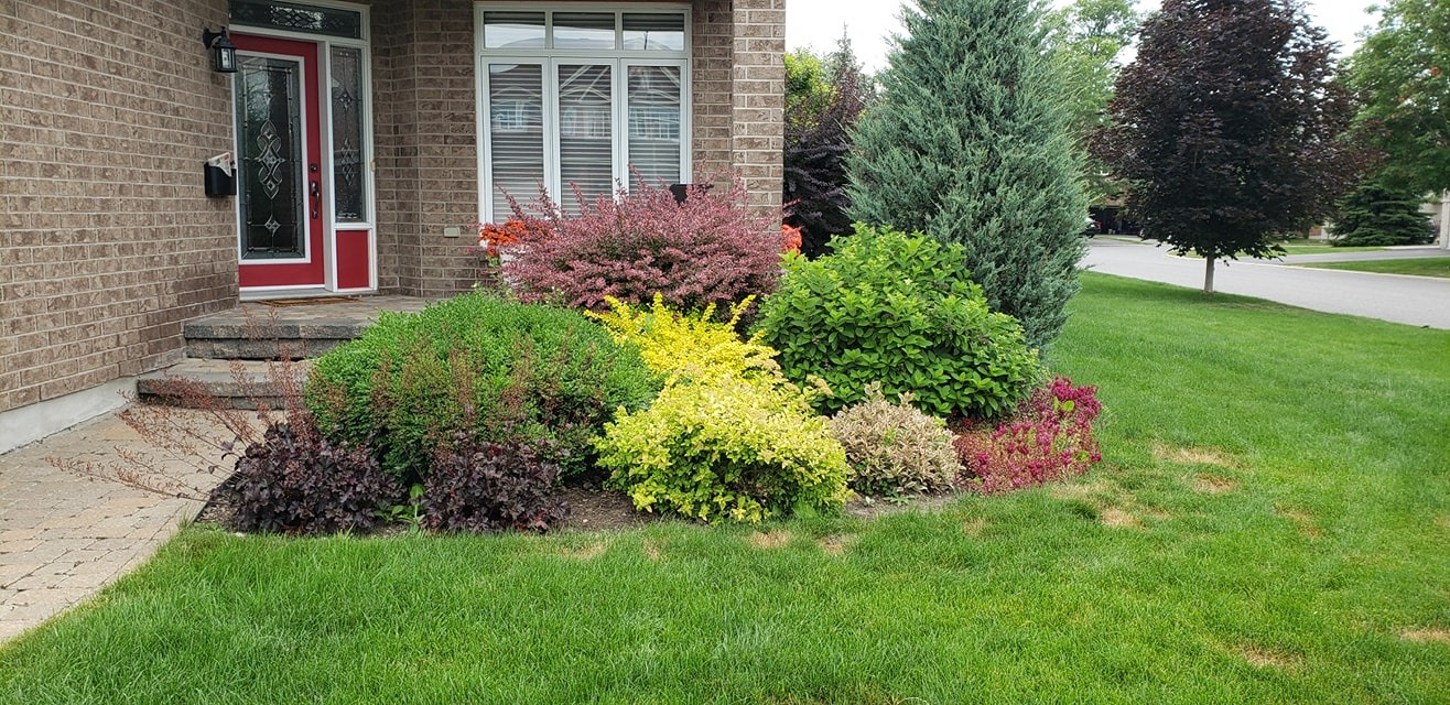 Bush Trim before