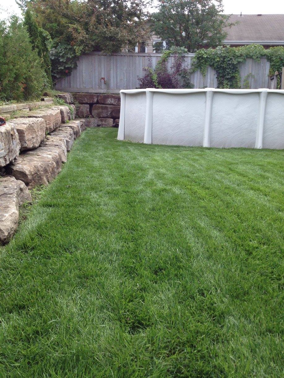 Lawn Repair complete 2